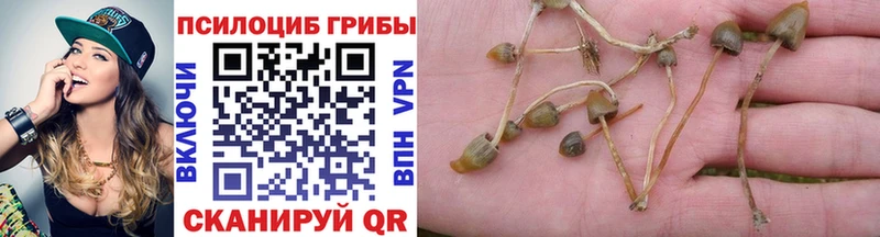 Псилоцибиновые грибы Psilocybe Галич